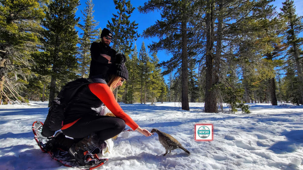 Tahoe Snowshoe Tours DOT COM