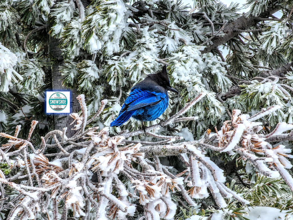 Tahoe Snowshoe Tours Wildlife Experiences