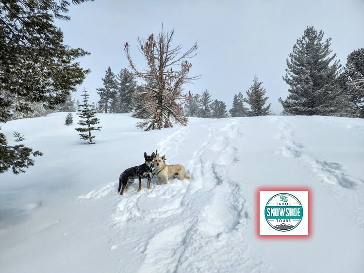 Tahoe Snowshoe Tours with Dogs