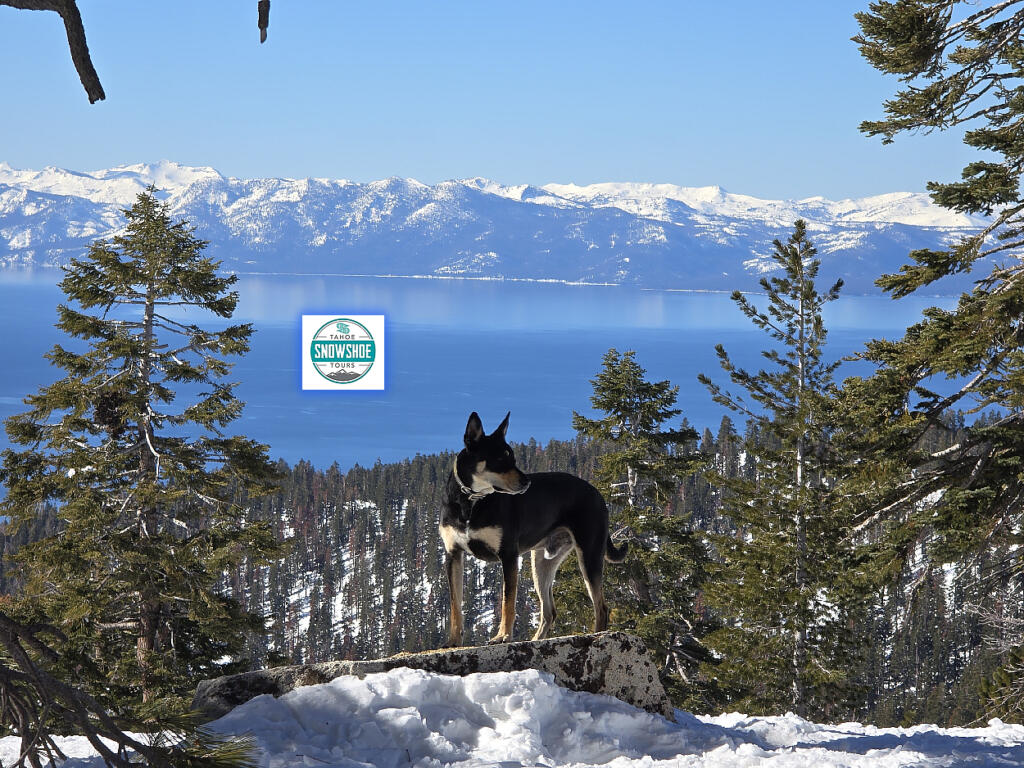 Tahoe Snowshoe Tours Only Safe Terrain