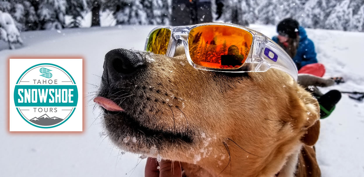 Dog-friendly guided snowshoe tour in Lake Tahoe led by professional naturalist guides and trained guide dogs