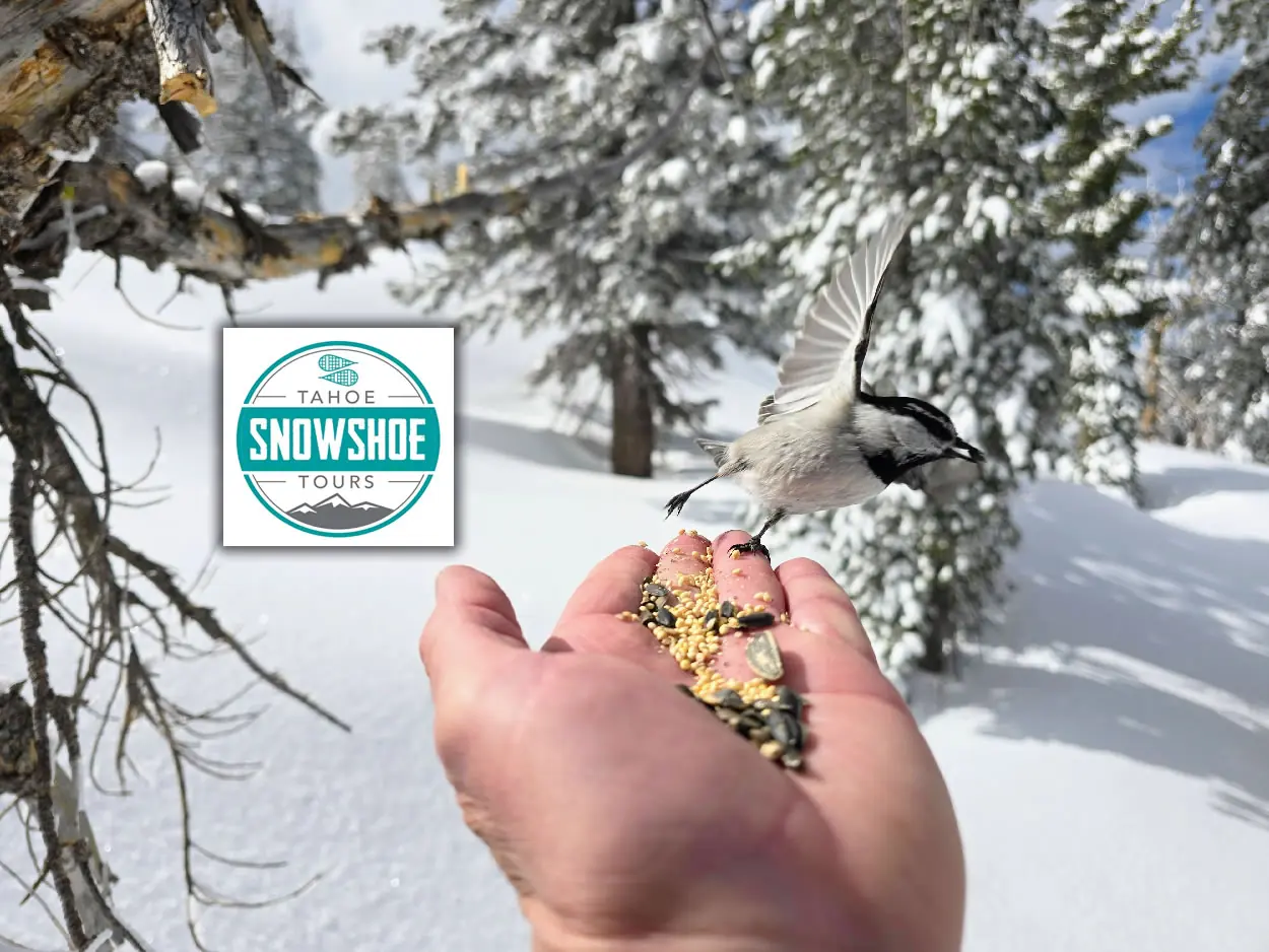 Chickadee landing on a guest’s hand on a Tahoe Snowshoe Tours wilderness adventure.